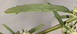 Image of oraches