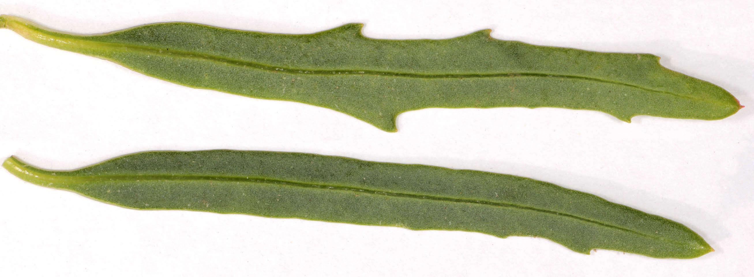 Image of oraches