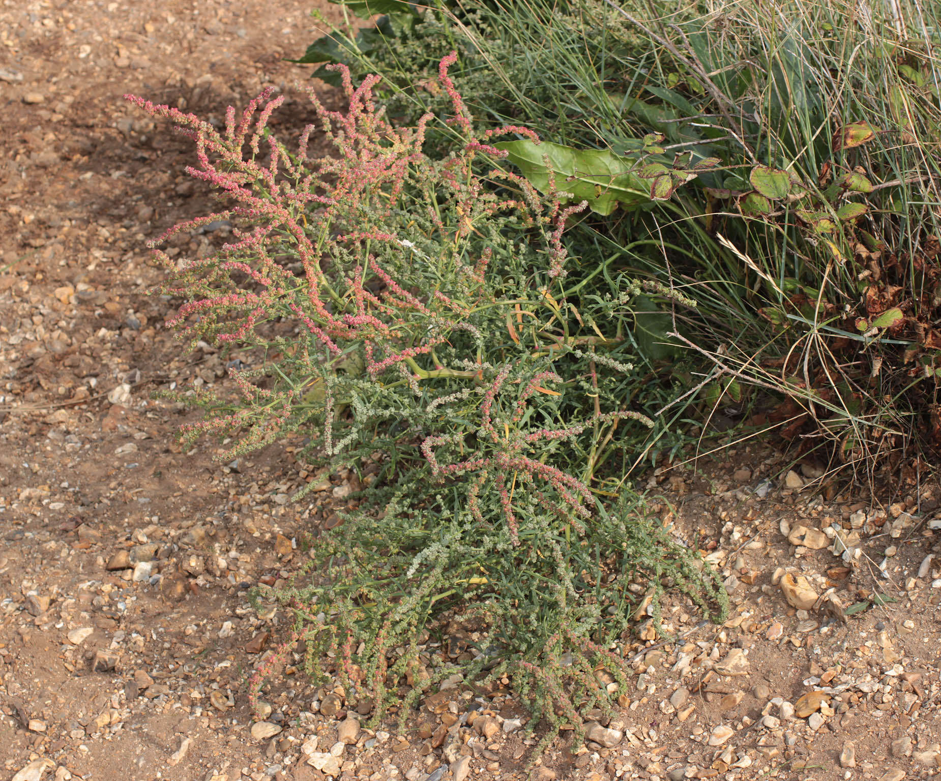 Image of Grass-leaved orache