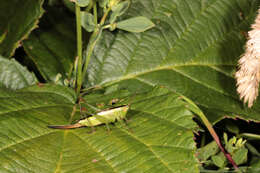 Image of Long-winged conehead