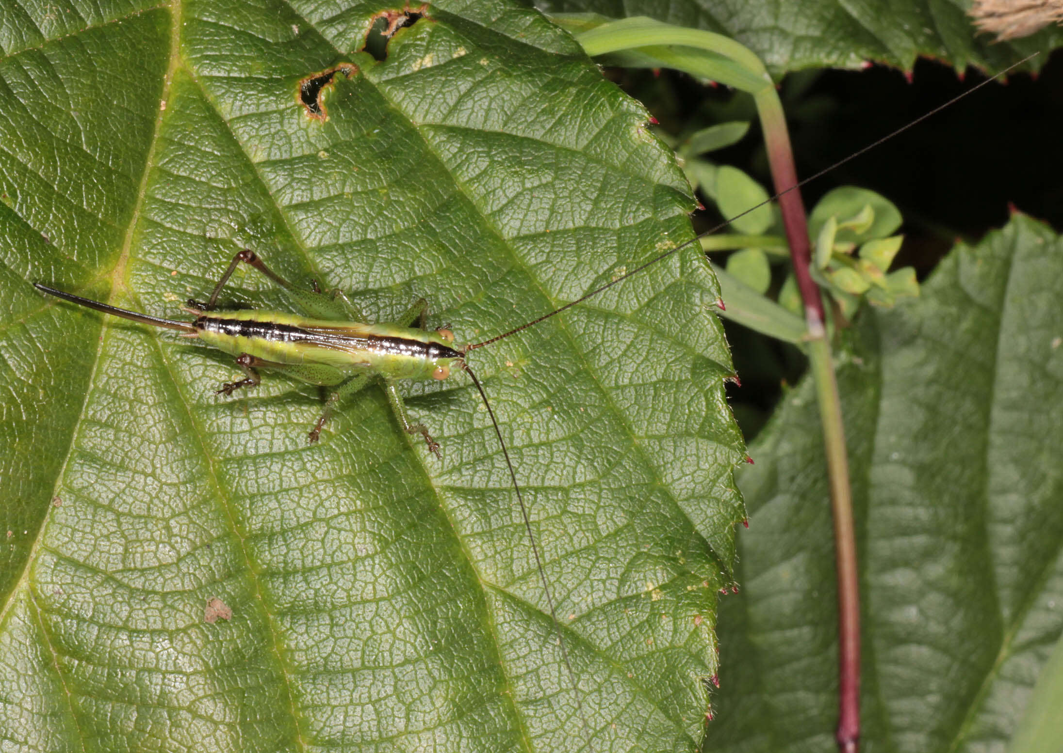 Image of Long-winged conehead