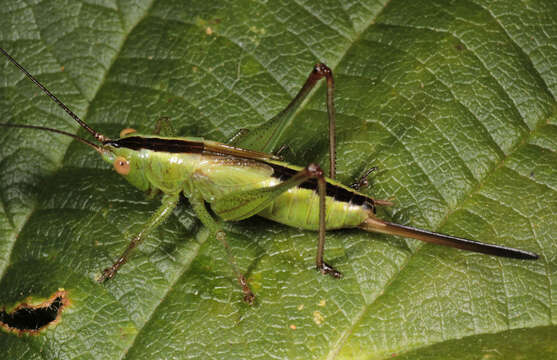 Image of Long-winged conehead