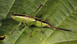 Image of Long-winged conehead