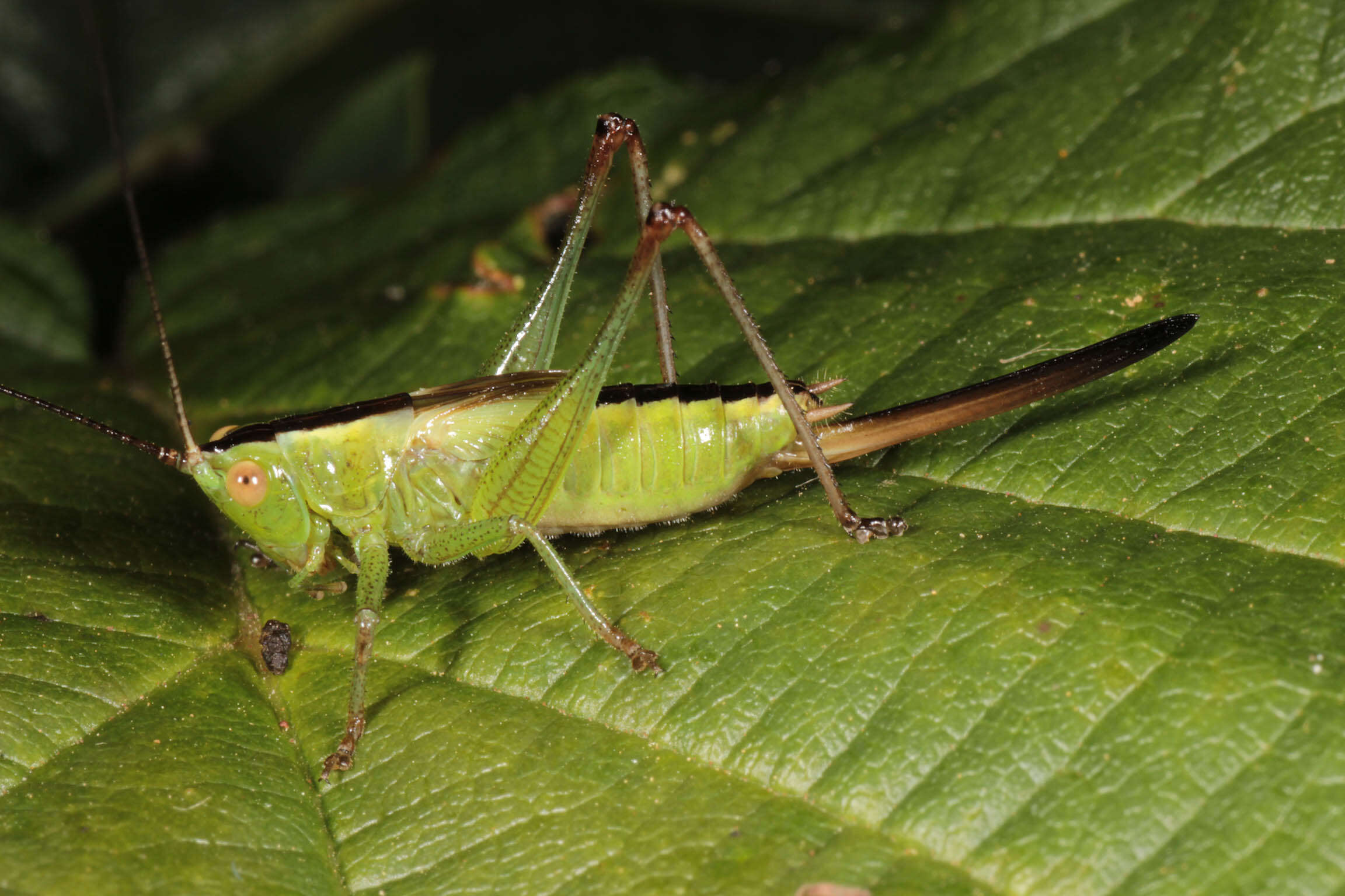 Слика од Conocephalus (Anisoptera) fuscus (Fabricius 1793)