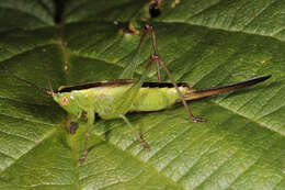 Слика од Conocephalus (Anisoptera) fuscus (Fabricius 1793)