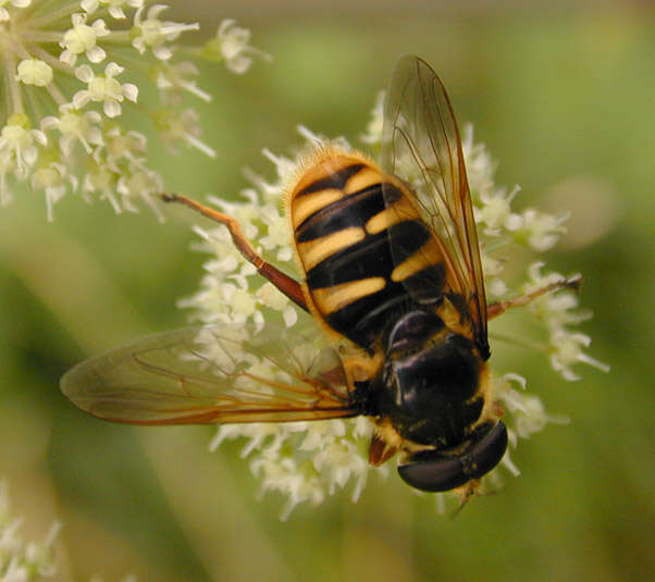 صورة Sericomyia silentis (Harris 1776)