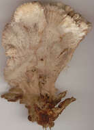 Image of Schizophyllum