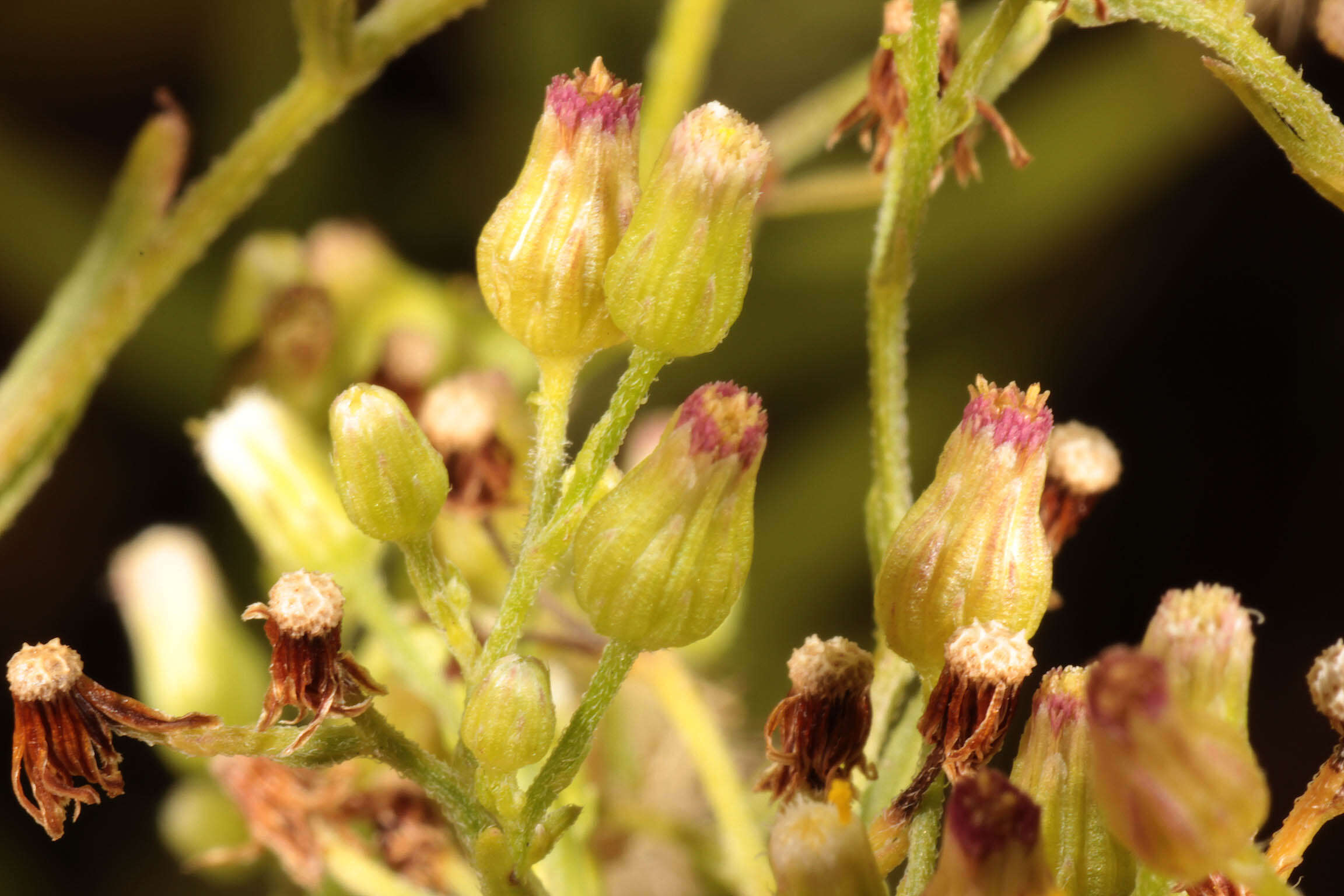 Image of Conyza floribunda Kunth