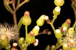 Image of Conyza floribunda Kunth