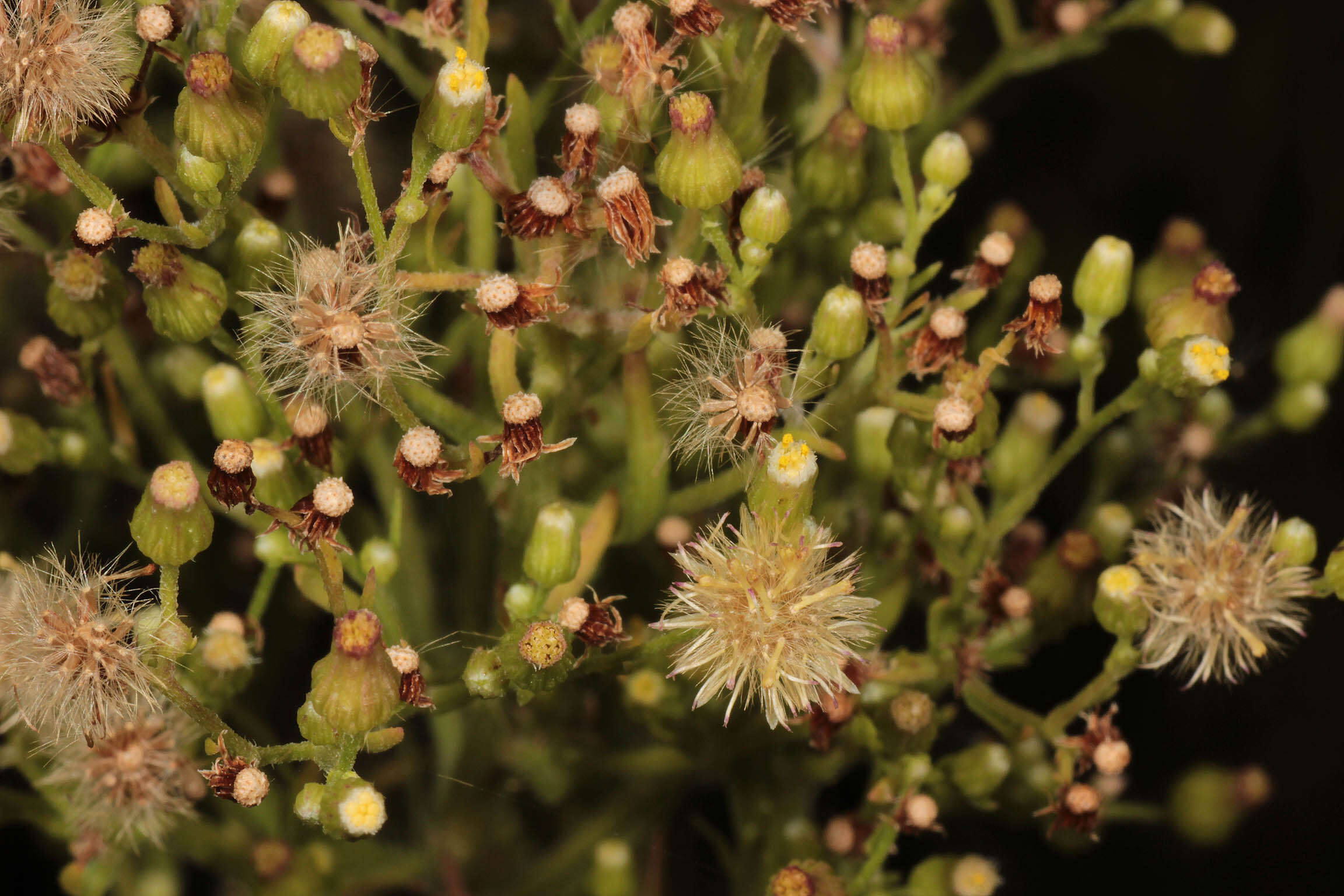 Image of Conyza floribunda Kunth