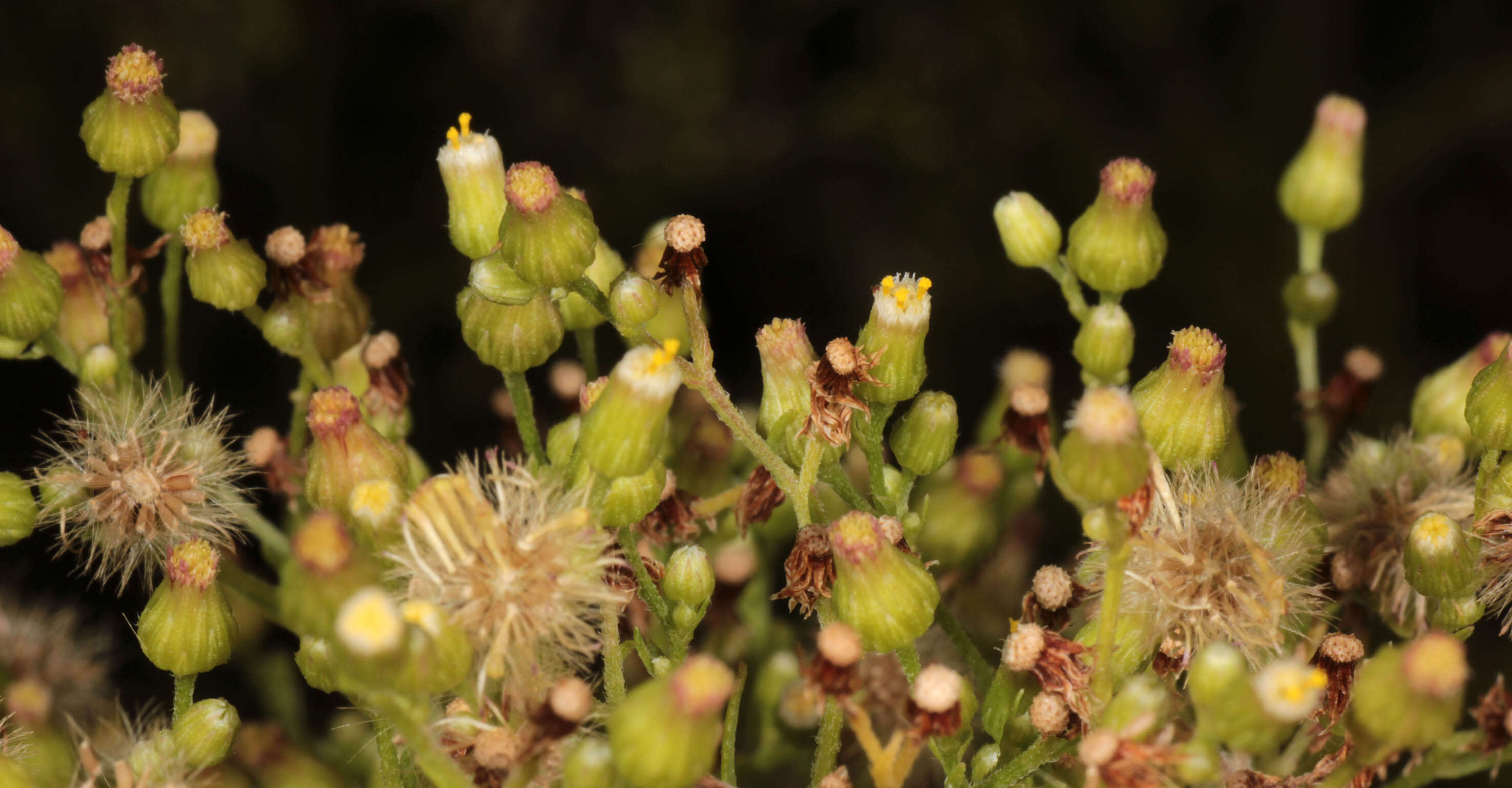 Image of Conyza floribunda Kunth