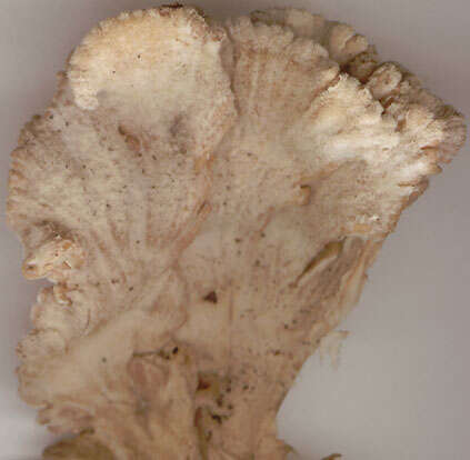 Image of Schizophyllum