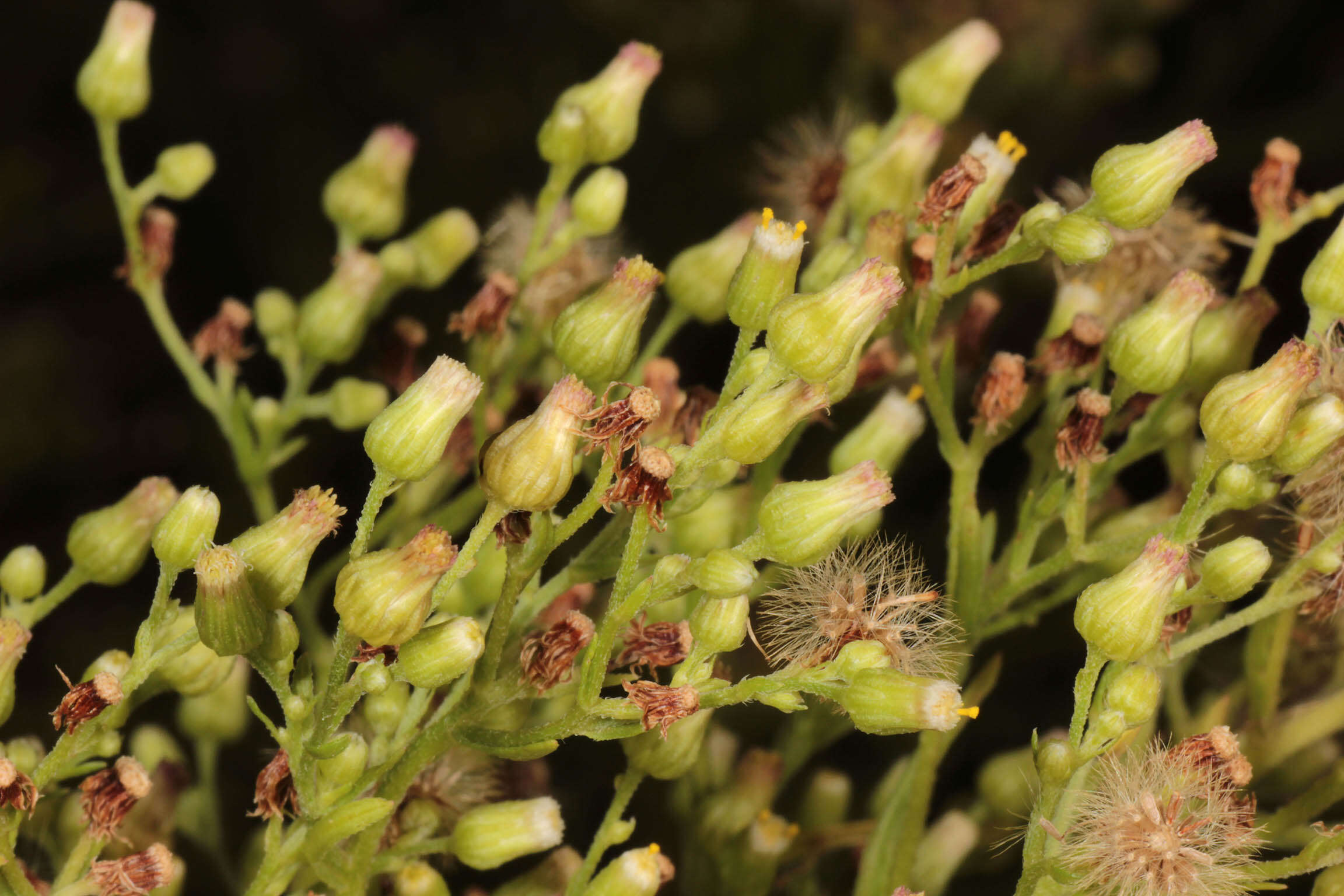 Image of Conyza floribunda Kunth