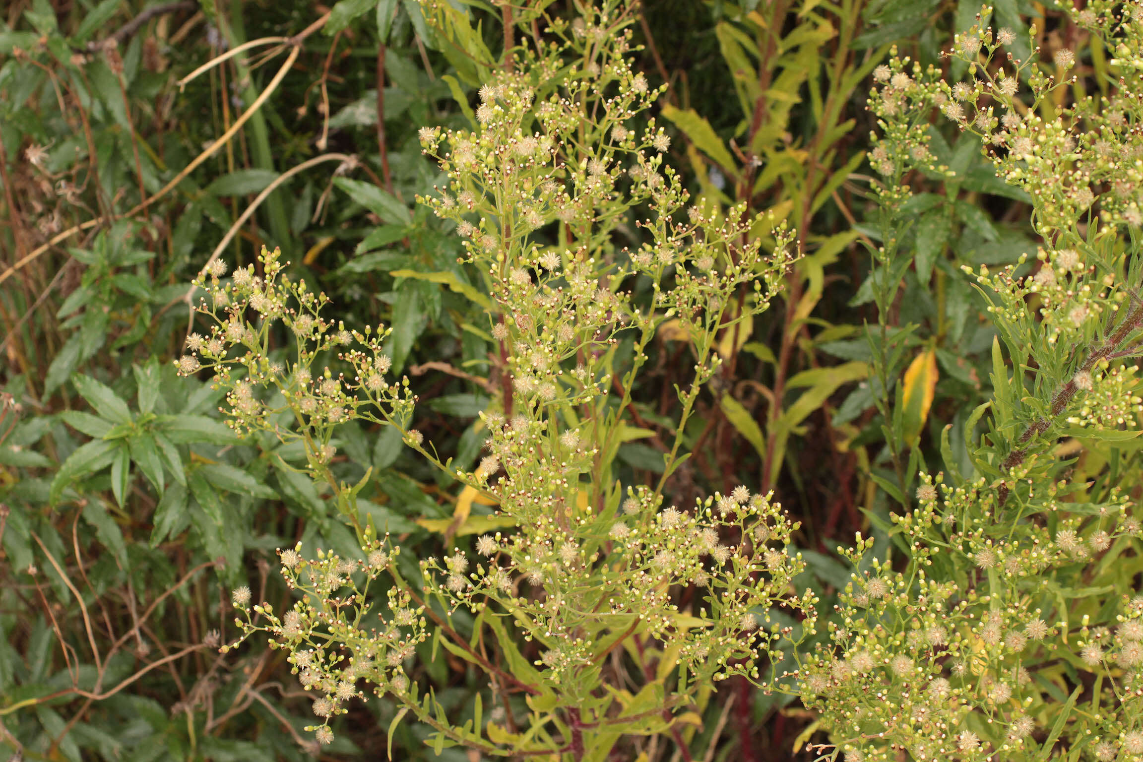 Image of Conyza floribunda Kunth