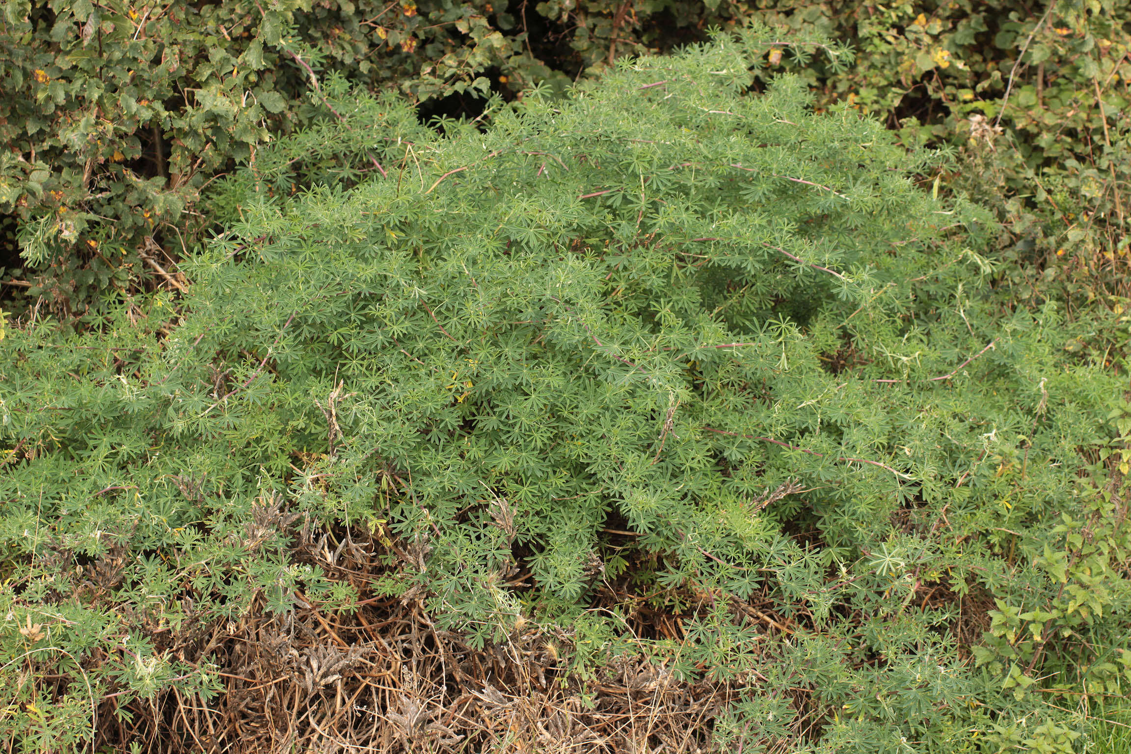 Image of yellow bush lupine