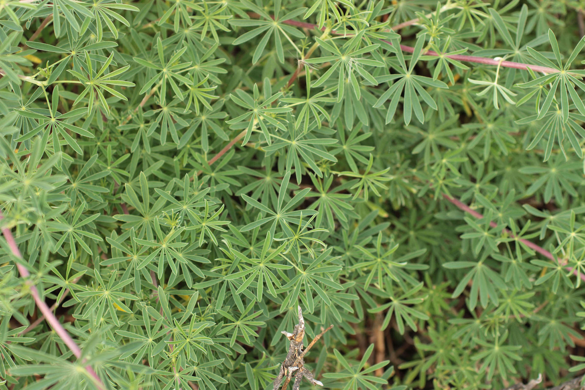 Image of yellow bush lupine