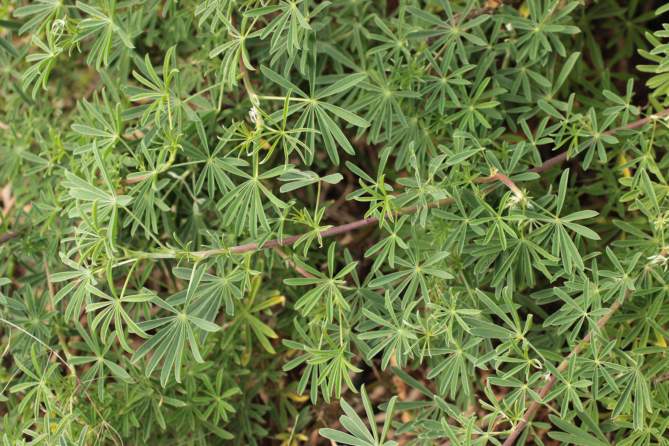 Image of yellow bush lupine