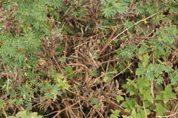 Image of yellow bush lupine