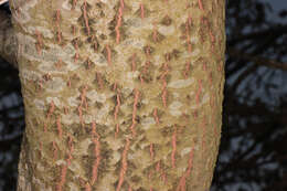 Image of White Poplar