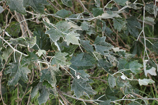 Image of White Poplar