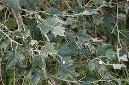 Image of Phyllocnistis xenia M. Hering 1936