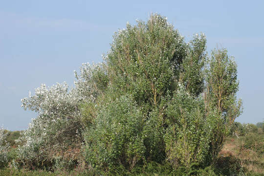 Image of White Poplar