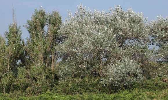 Image of White Poplar