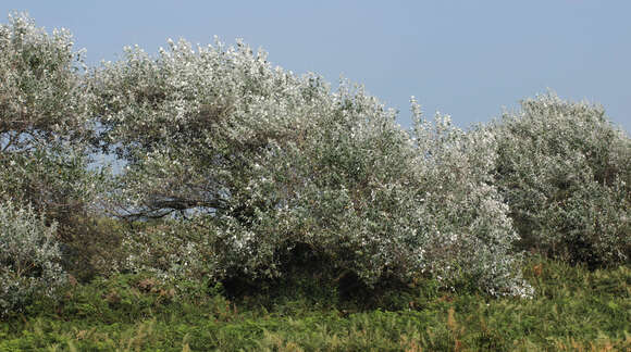 Image of White Poplar