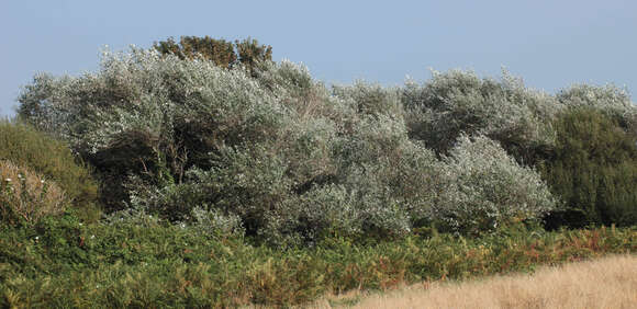 Image of White Poplar