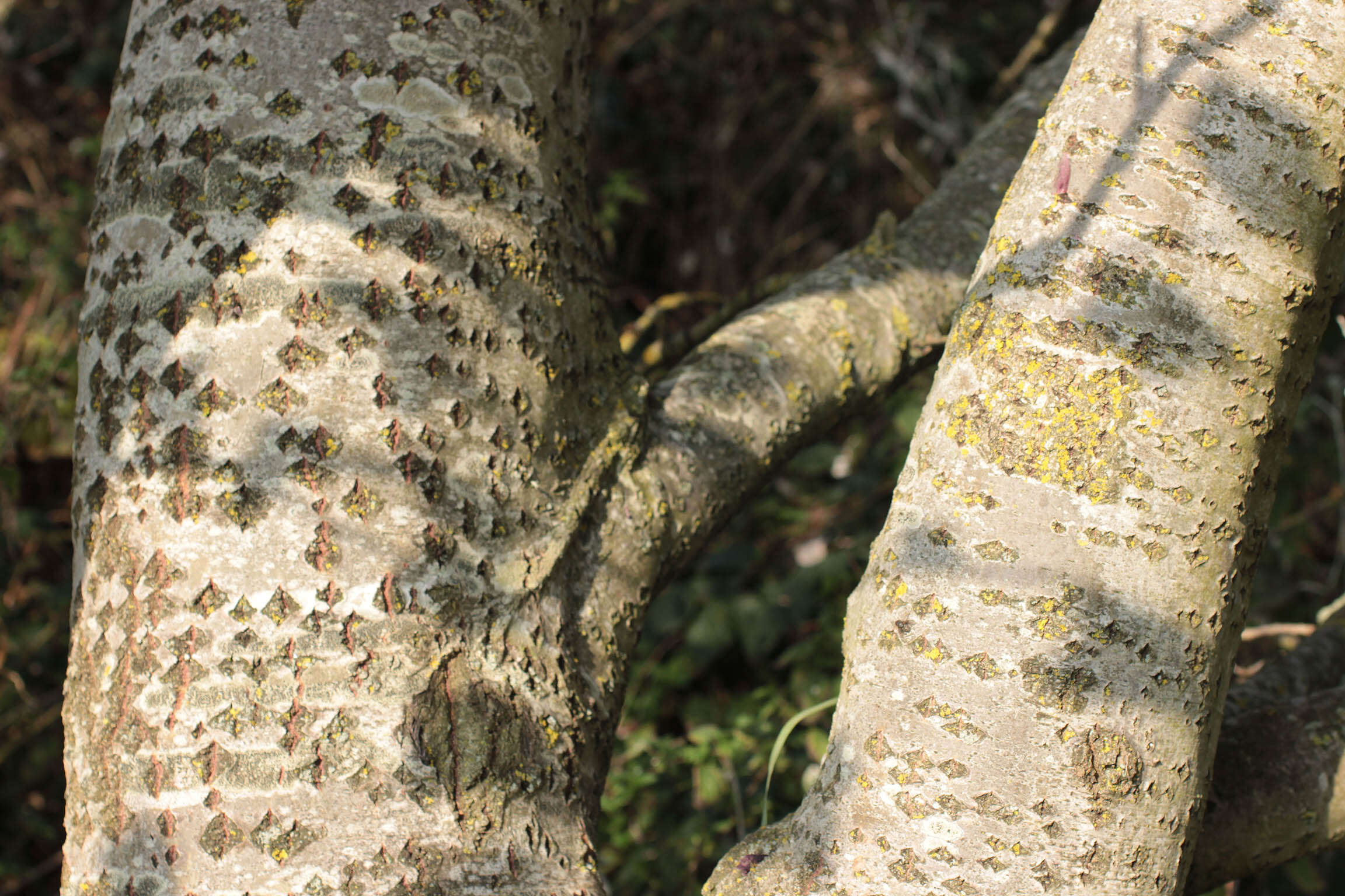 Image of White Poplar