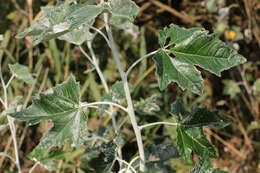 Image of White Poplar