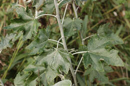 Image of White Poplar