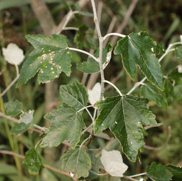 Image of White Poplar