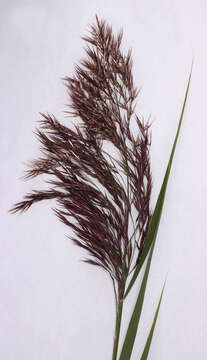 Image of common reed