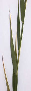 Image of common reed