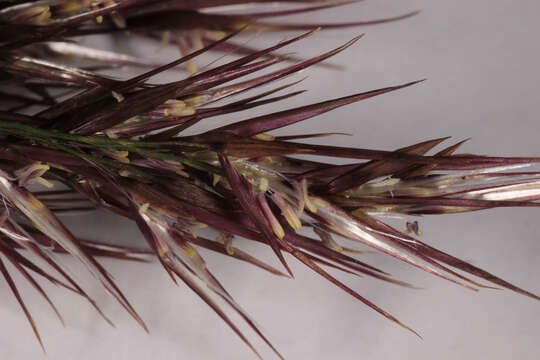 Image of common reed