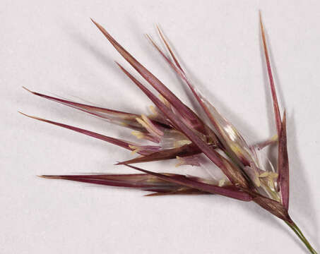 Image of common reed