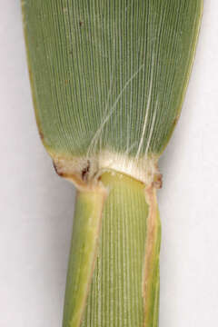 Image of common reed