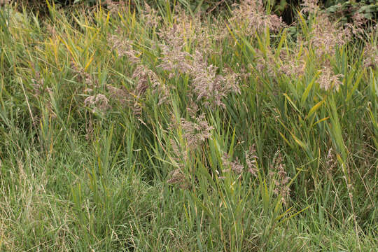 Image of common reed