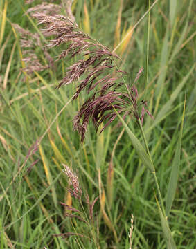 Image of common reed