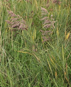 Image of common reed