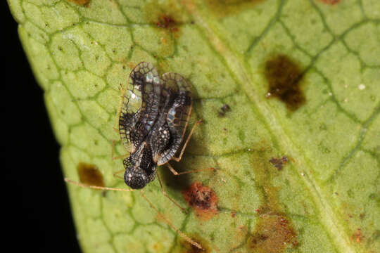 Image of Andromeda Lace Bug