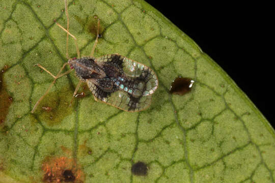 Image of Andromeda Lace Bug