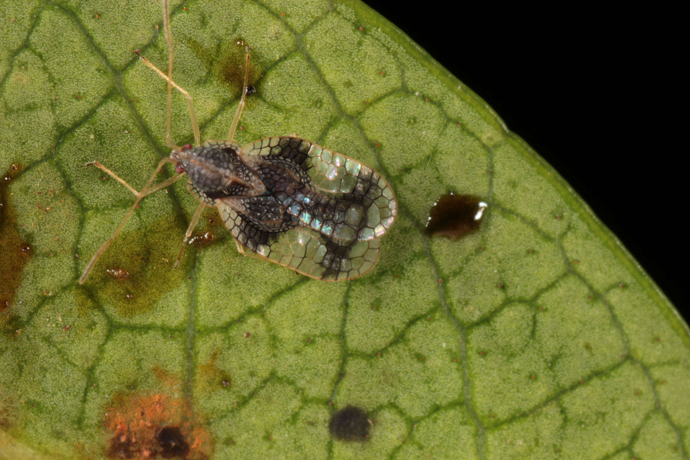 Image of Andromeda Lace Bug