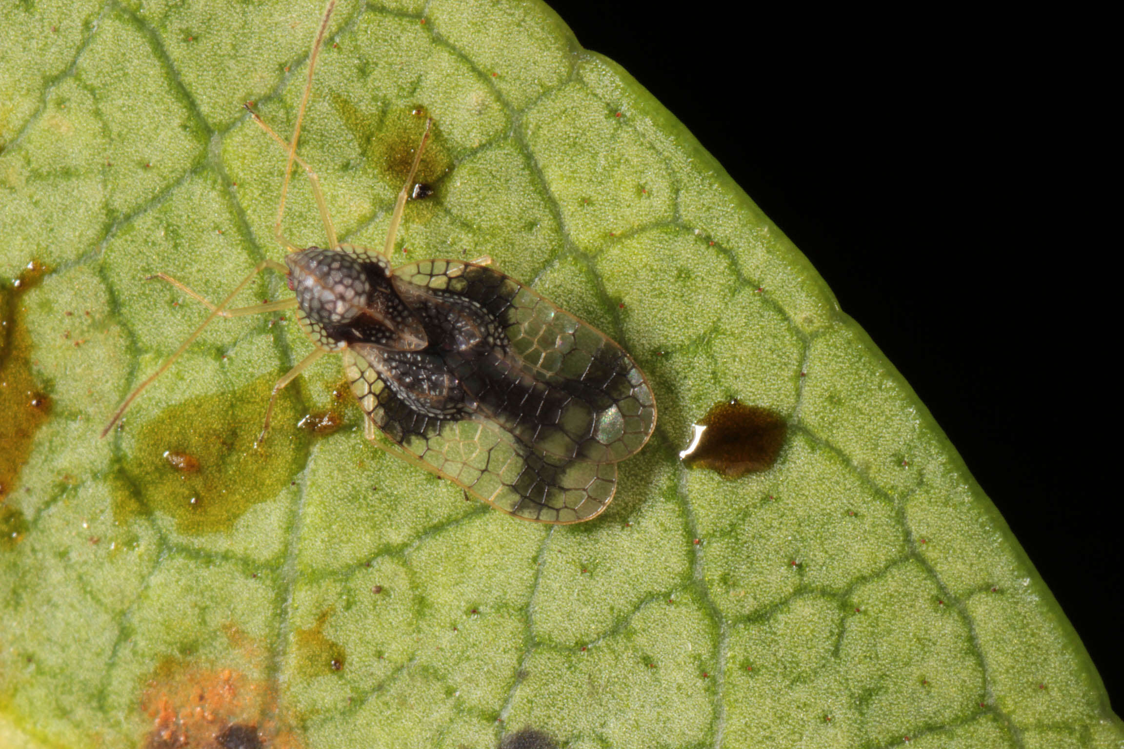 Image of Andromeda Lace Bug