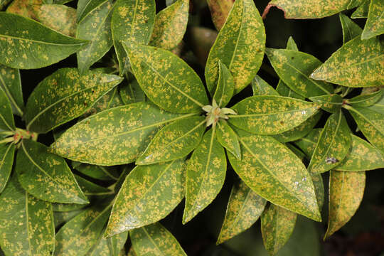 Image of Andromeda Lace Bug