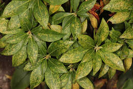 Image of Andromeda Lace Bug