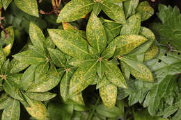 Image of Andromeda Lace Bug