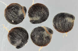 Image of oraches