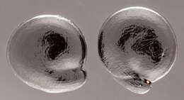 Image of oraches